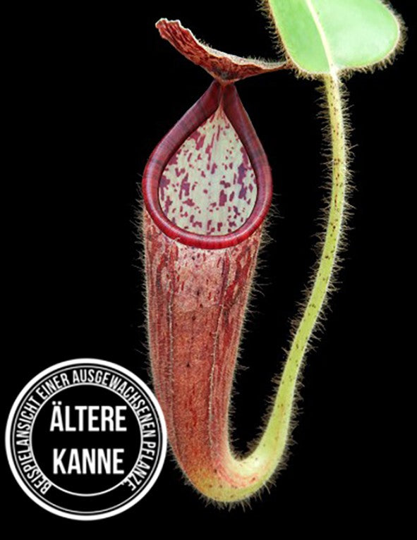 Nepenthes glandulifera BE-3766