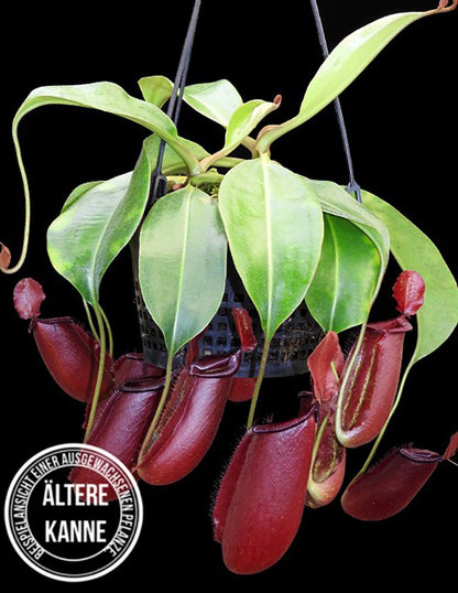 Nepenthes robcantleyi x ampullaria BE-3767