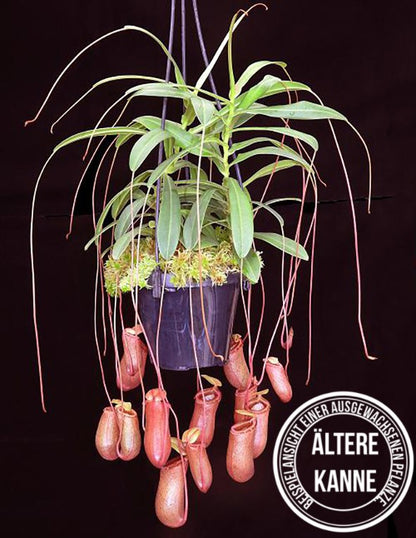 Nepenthes aenigma BE-3770