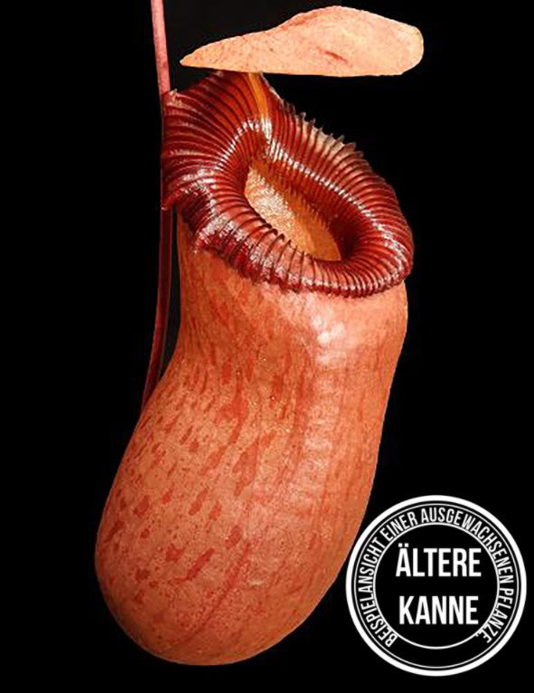 Nepenthes aenigma BE-3770