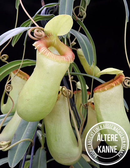 Nepenthes aenigma BE-3770