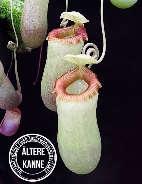 Nepenthes aenigma BE-3770