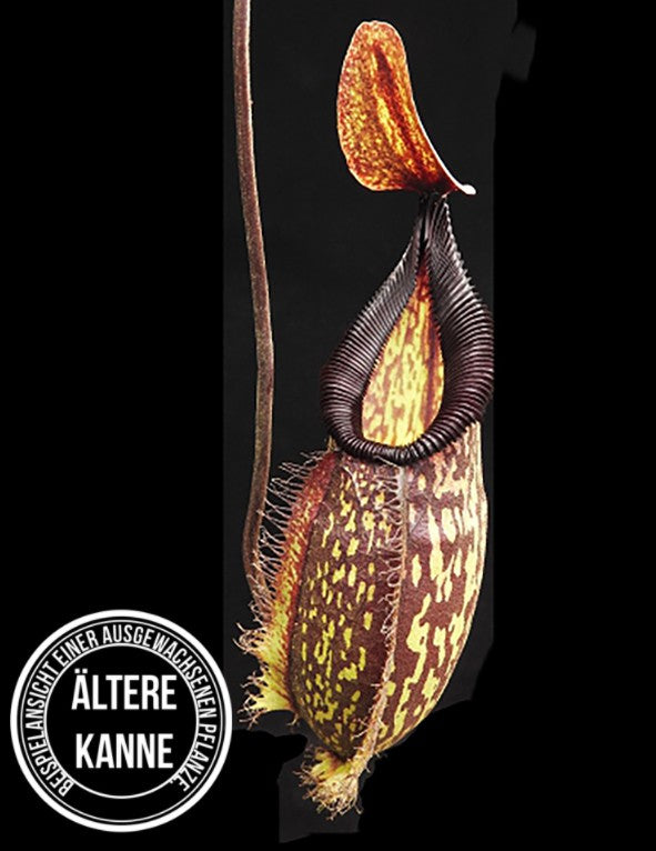 Nepenthes (maxima x talangensis) x hamata BE-3777