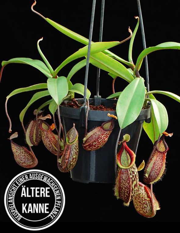 Nepenthes (maxima x talangensis) x hamata BE-3777