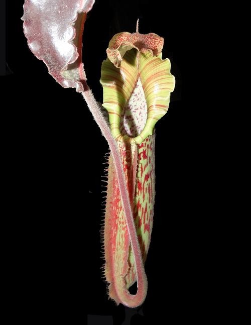 Nepenthes maxima Wavy Leaf BE-3786