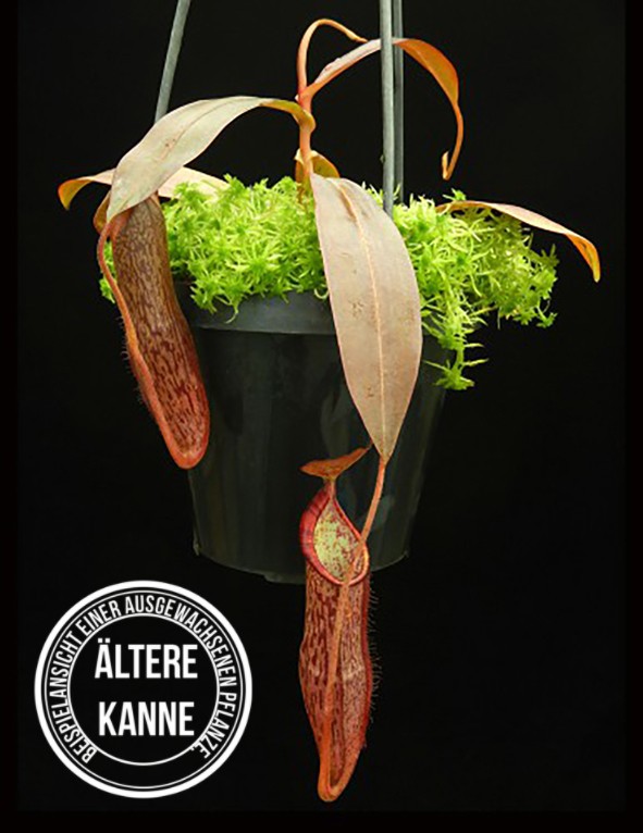 Nepenthes ramispina x spectabilis BE-3789