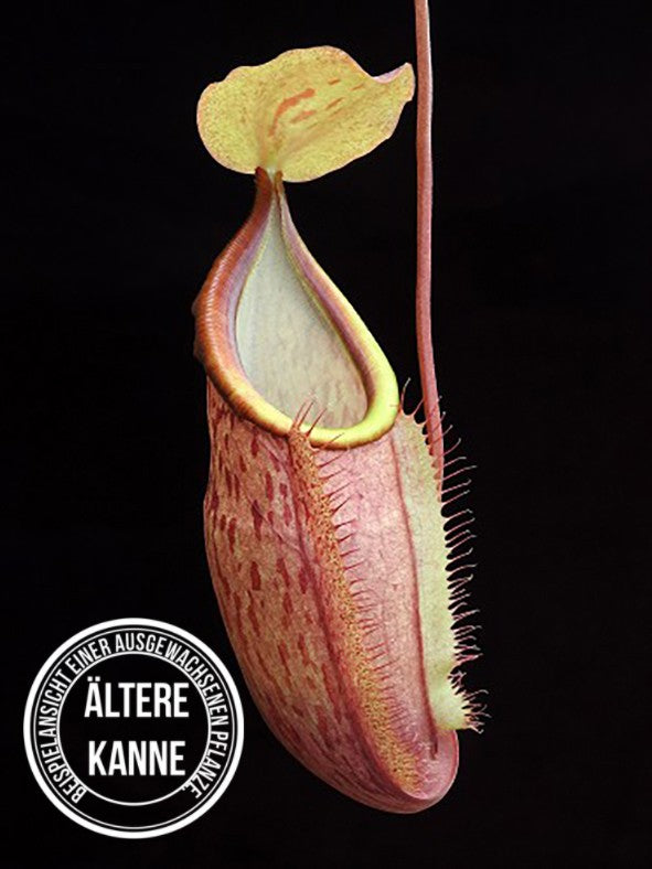 Nepenthes spathulata x glabrata BE-3790