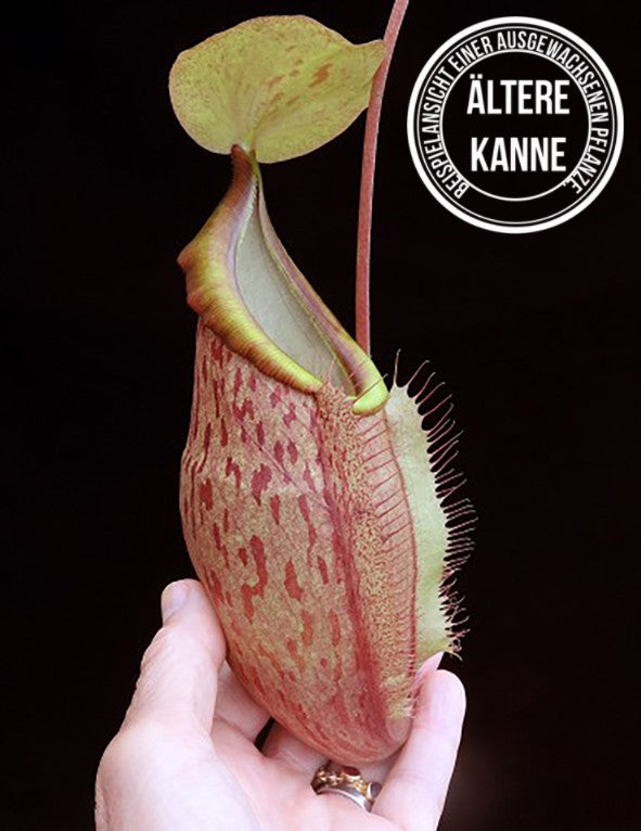 Nepenthes spathulata x glabrata BE-3790