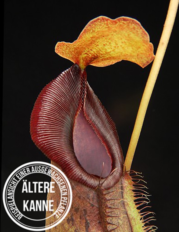 Nepenthes spathulata x gymnamphora BE-3792