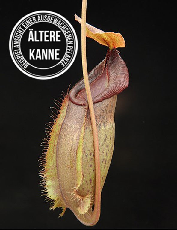 Nepenthes spathulata x gymnamphora BE-3792