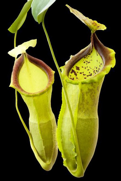 Nepenthes spathulata x campanulata BE-3796