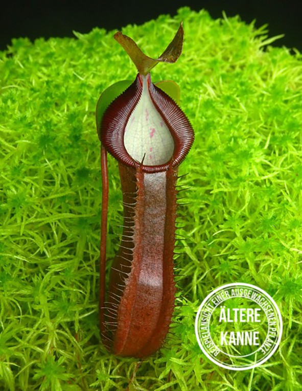 Nepenthes ramispina x singalana BE-3829