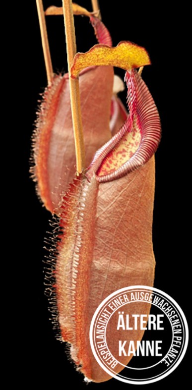 Nepenthes densiflora BE-3837