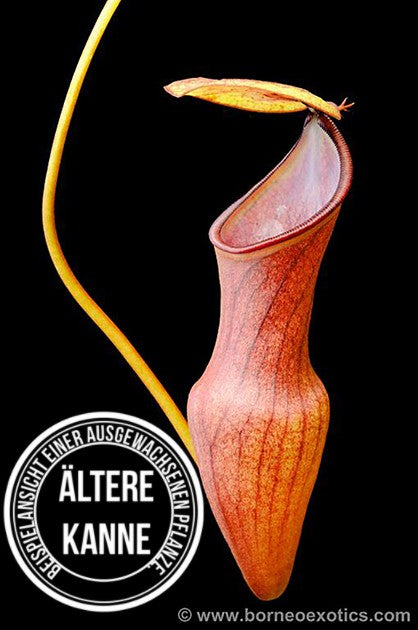 Nepenthes pervillei BE-3839