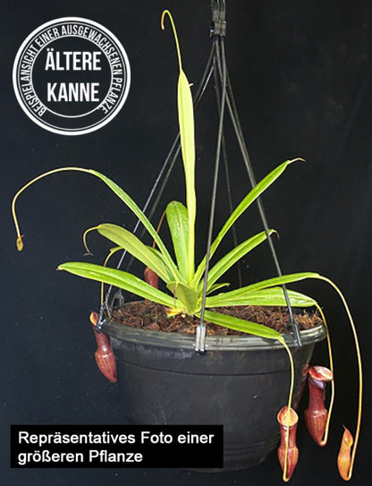 Nepenthes pervillei BE-3839