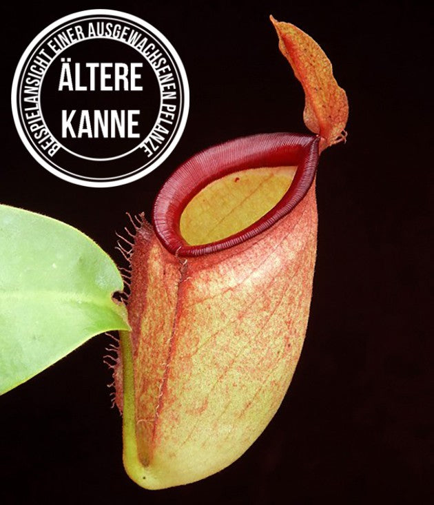 Nepenthes ampullaria x campanulata BE-3840