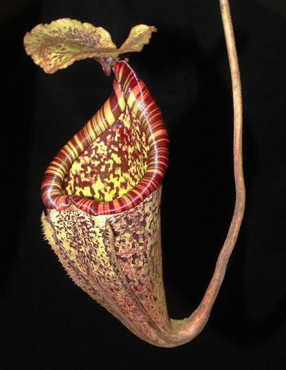 Nepenthes burbidgeae BE-3848