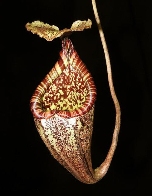 Nepenthes burbidgeae BE-3848