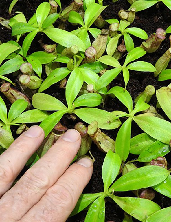 Nepenthes bokorensis BE-3856