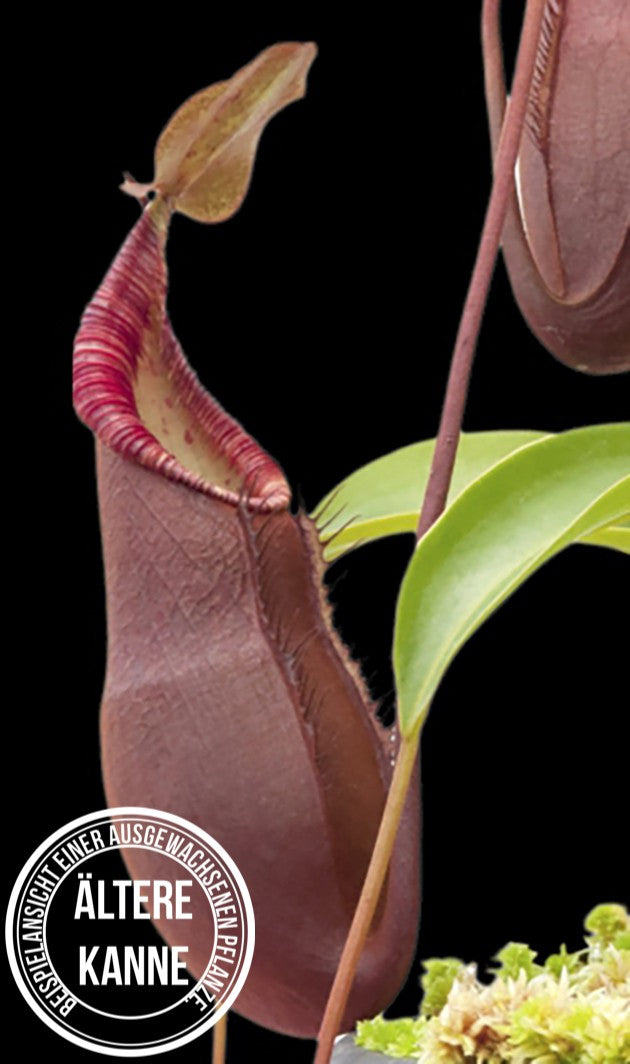 Nepenthes diatas BE-3861