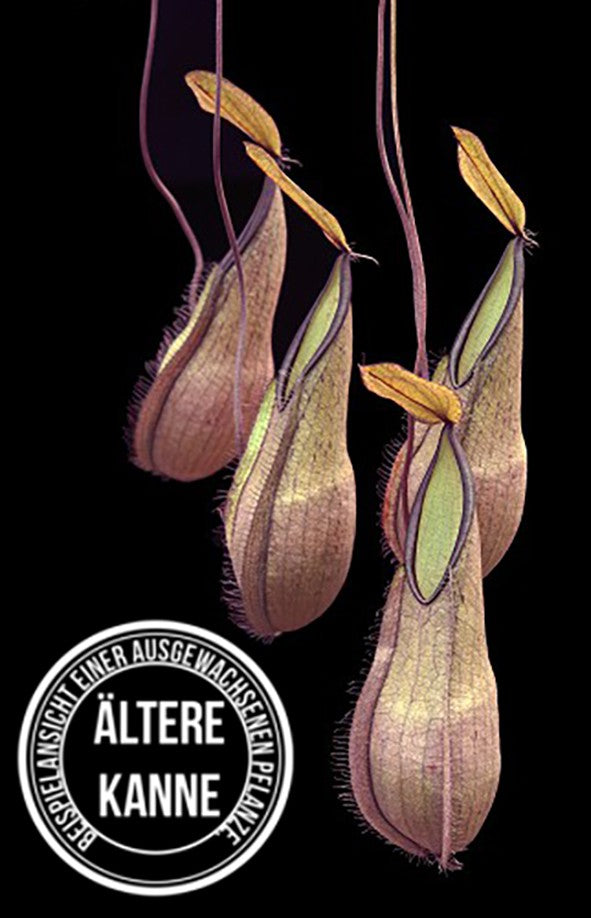 Nepenthes tentaculata BE-3870