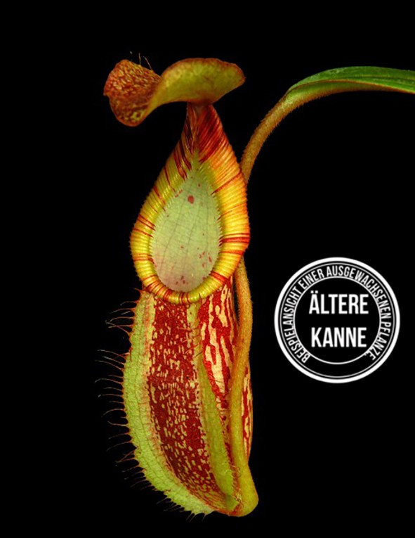 Nepenthes spectabilis x hamata BE-3871