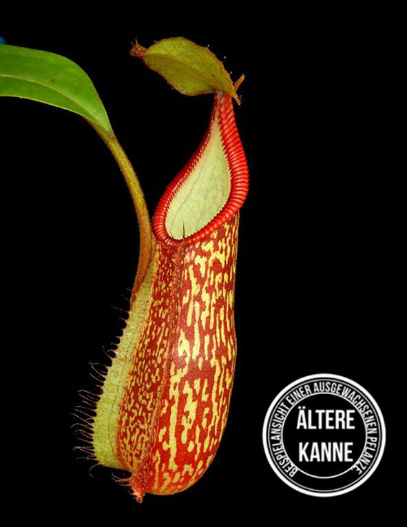 Nepenthes spectabilis x hamata BE-3871