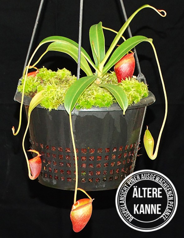 Nepenthes jacquelineae BE-3874