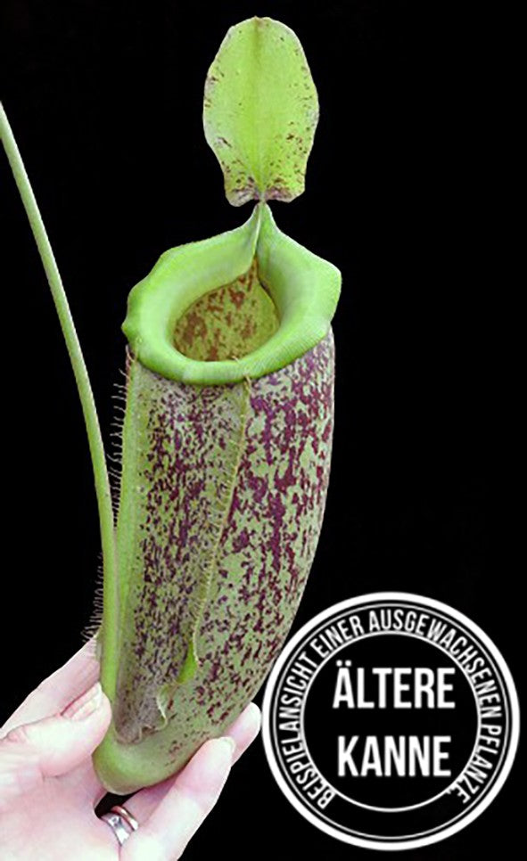 Nepenthes spathulata x ampullaria BE-3881