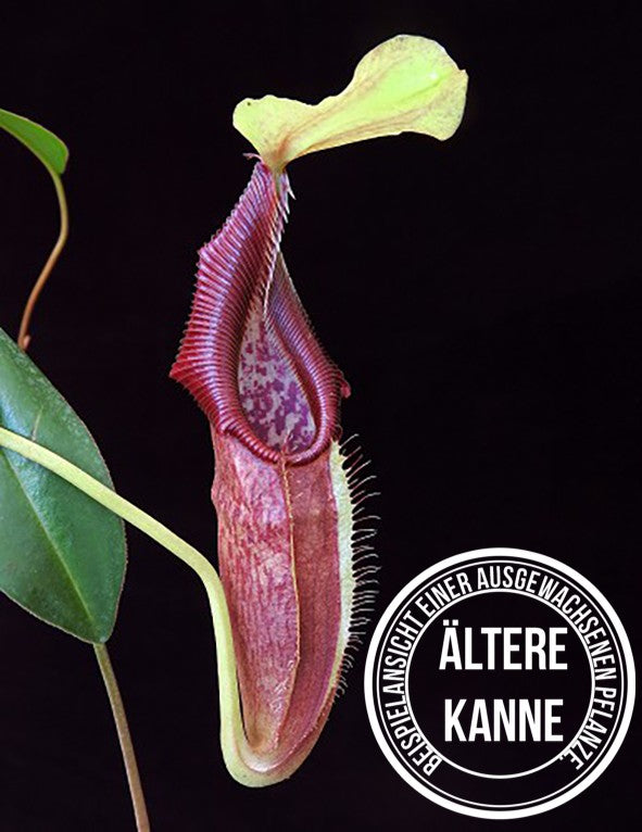 Nepenthes singalana x ovata BE-3882