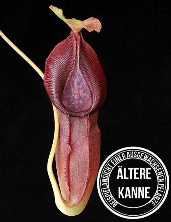 Nepenthes singalana x ovata BE-3882