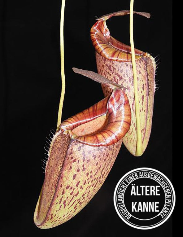 Nepenthes spectabilis x tenuis BE-3884