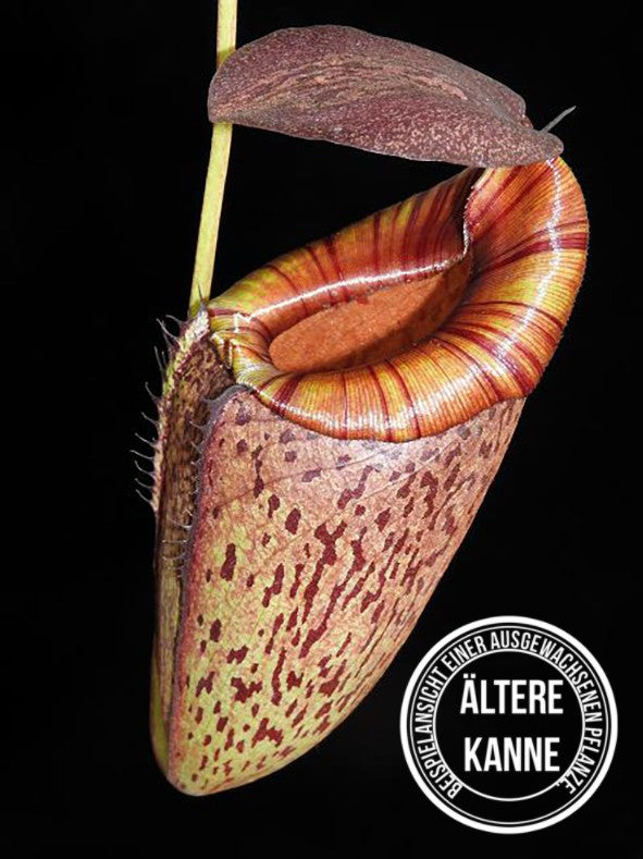 Nepenthes spectabilis x tenuis BE-3884