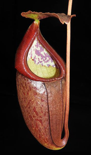 Nepenthes glandulifera x tenuis BE-3891