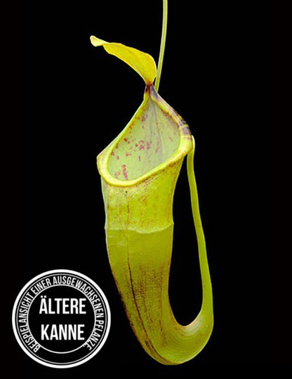 Nepenthes inermis x bongso BE-3897