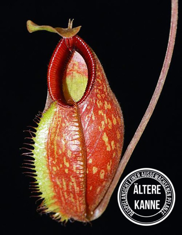 Nepenthes aristolochioides x hamata BE-3898