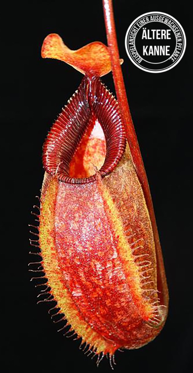 Nepenthes aristolochioides x hamata BE-3898