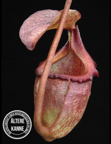 Nepenthes rajah x (burbidgeae x edwardsiana) BE-3902