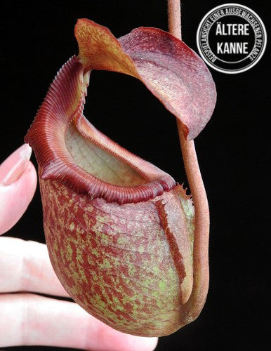 Nepenthes rajah x (burbidgeae x edwardsiana) BE-3902