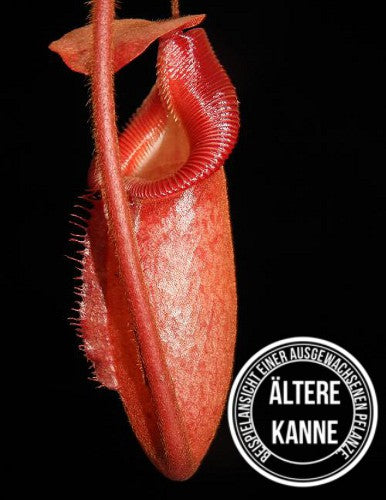 Nepenthes rajah x (burbidgeae x edwardsiana) BE-3902