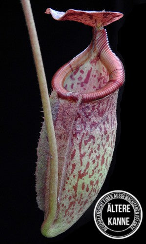 Nepenthes rajah x (burbidgeae x edwardsiana) BE-3902