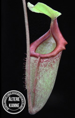 Nepenthes rajah x (burbidgeae x edwardsiana) BE-3902