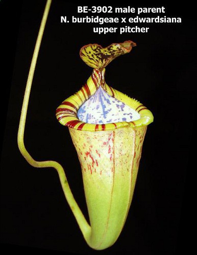 Nepenthes rajah x (burbidgeae x edwardsiana) BE-3902