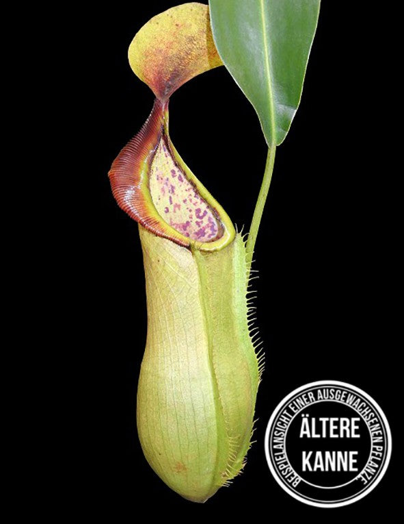 Nepenthes spathulata x tobaica BE-3903 yellow clone