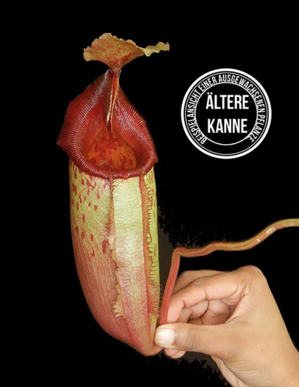 Nepenthes (veitchii x lowii) x mira BE-3910