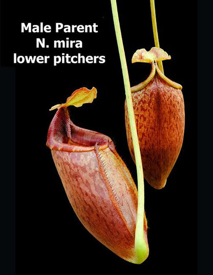 Nepenthes (veitchii x lowii) x mira BE-3910