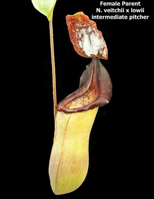 Nepenthes (veitchii x lowii) x mira BE-3910