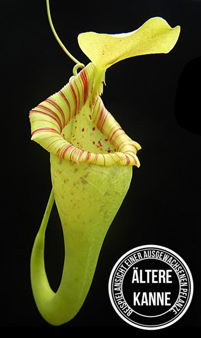 Nepenthes ovata BE-3919