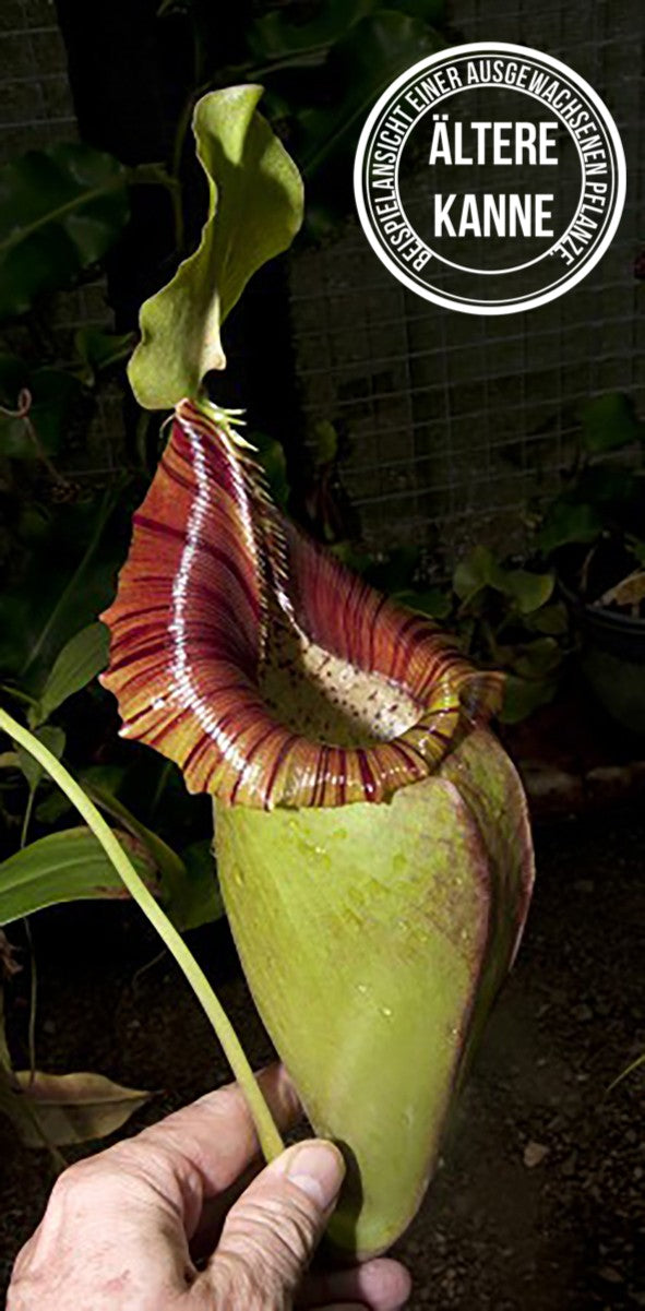 Nepenthes ovata BE-3919