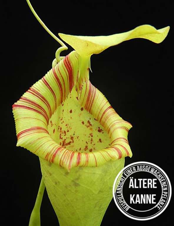 Nepenthes ovata BE-3919